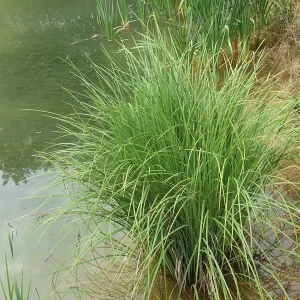 carex elata Laîche raide Laîche élevée