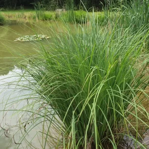 carex elata Laîche raide Laîche élevée