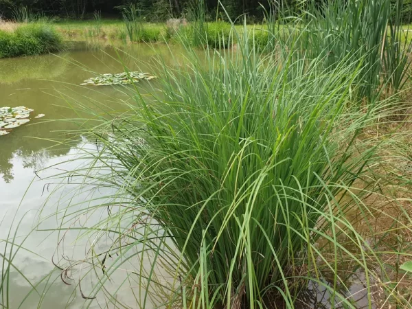 carex elata Laîche raide Laîche élevée