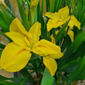 Iris louisiana 'Arabian Bayou'