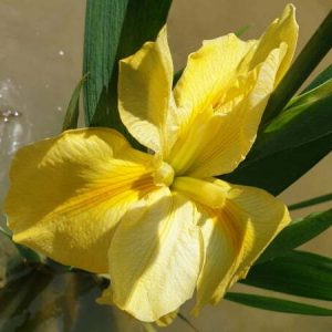 Iris louisiana 'Arabian Bayou'