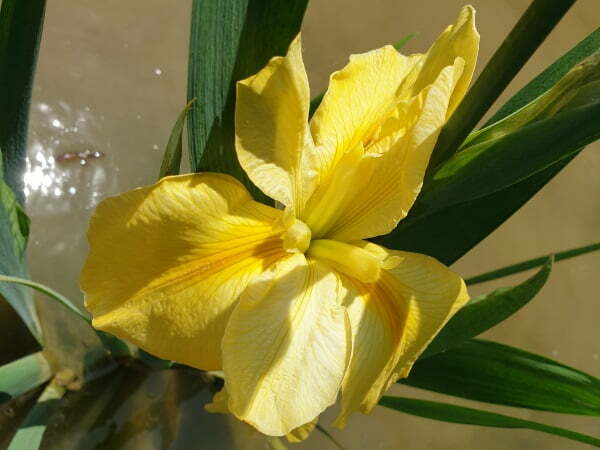 Iris louisiana 'Arabian Bayou'
