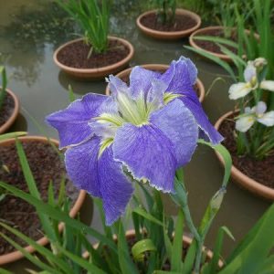 Iris louisiana 'Arrows'