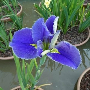 Iris louisiana 'Arrows'