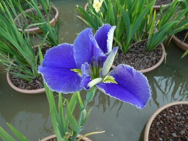 Iris louisiana 'Arrows'
