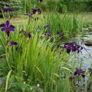 Iris louisiana 'Black Gamecock'