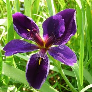 Iris louisiana 'Black Gamecock'