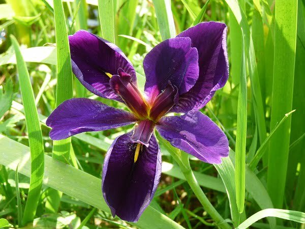 Iris louisiana 'Black Gamecock'