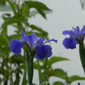 Iris louisiana 'Blue'
