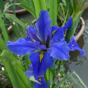 Iris louisiana 'Blue'
