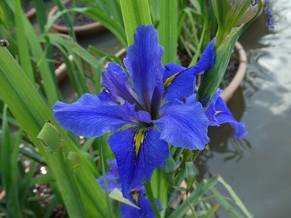 Iris louisiana 'Blue'