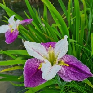 Iris louisiana 'Colorific'