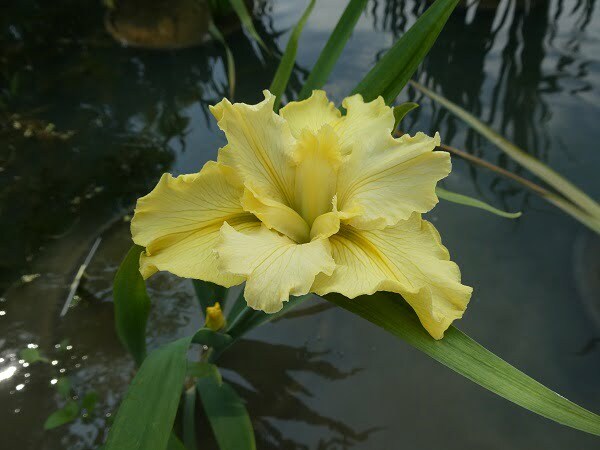 Iris louisiana 'Dossier'