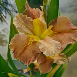 Iris louisiana 'Ginger Fudge'