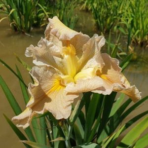 Iris louisiana 'Ginger Fudge'