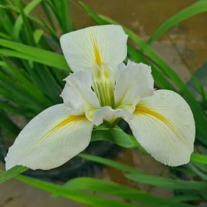 Iris louisiana 'Her Highness'