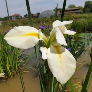 Iris louisiana 'Her Highness'