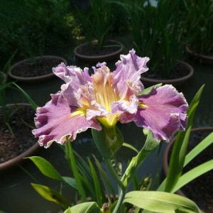 Iris louisiana 'Lake Hamana'
