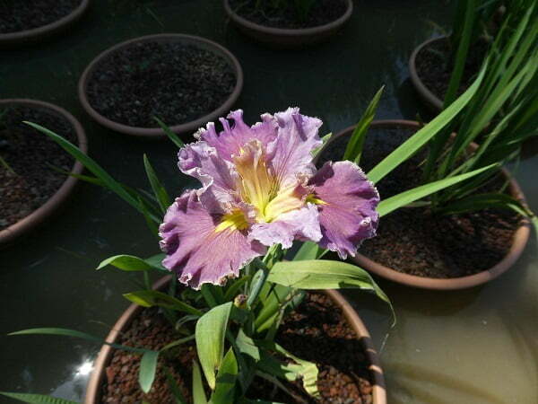 Iris louisiana 'Lake Hamana'