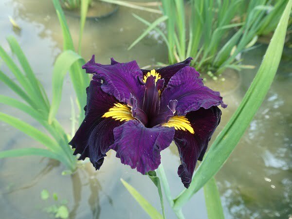 Iris louisiana 'Night Thunder'
