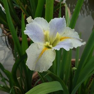 Iris louisiana 'Nutcote'
