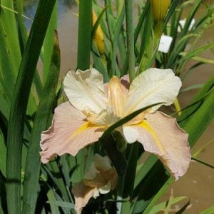 Iris louisiana 'Pastel Accent'