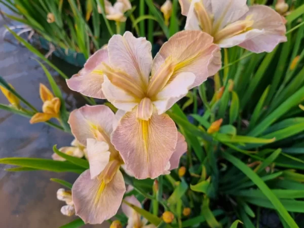 Iris louisiana Pastel Accent