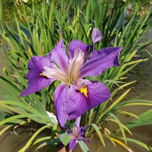 Iris louisiana 'Pegaletta'