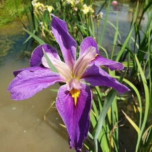 Iris louisiana 'Pegaletta'