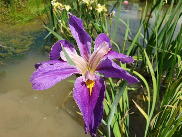 Iris louisiana 'Pegaletta'