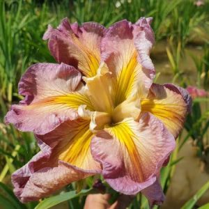 Iris louisiana 'Princess Leia'