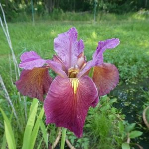 Iris louisiana 'Red'