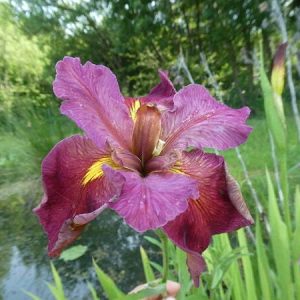 Iris louisiana 'Red'