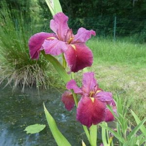 Iris louisiana 'Red'