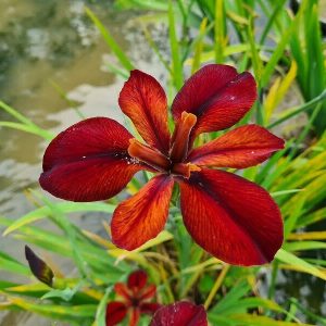 Iris louisiana 'Red Echo'