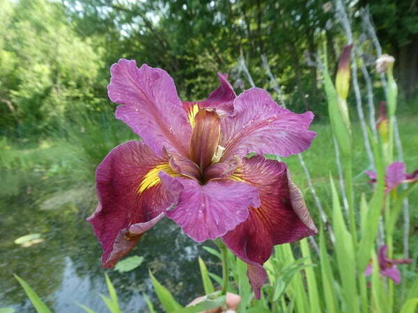 Iris louisiana 'Red'