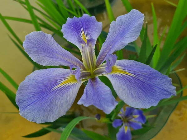 Iris louisiana 'Sea Wisp'