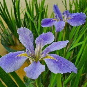 Iris louisiana 'Sea Wisp'