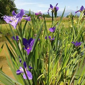 Iris louisiana 'Sinfonietta'