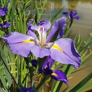 Iris louisiana 'Sinfonietta'