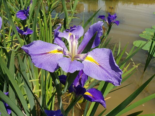 Iris louisiana 'Sinfonietta'