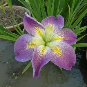 Iris louisiana 'Sunshine Bridge'