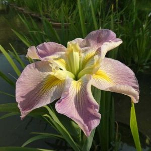 Iris louisiana 'Sunshine Bridge'