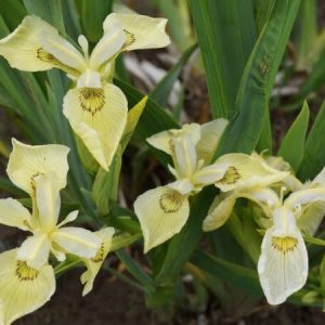 Iris pseudacorus 'Krill'