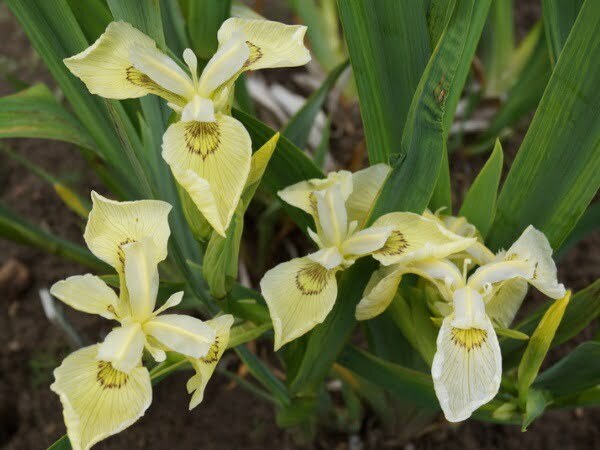 Iris pseudacorus 'Krill'