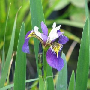 Iris pseudacorus 'Regal Surprise'