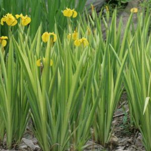 Iris pseudacorus 'Variegata' (Iris des marais panaché)