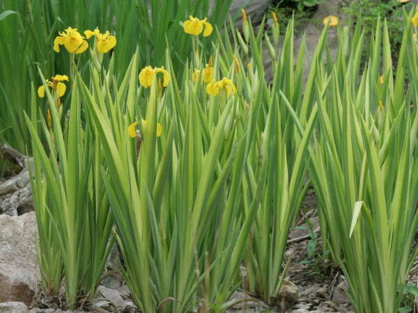 Iris pseudacorus 'Variegata' (Variegated Yellow Flag)