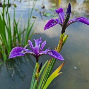 Iris versicolor 'China West Lake'