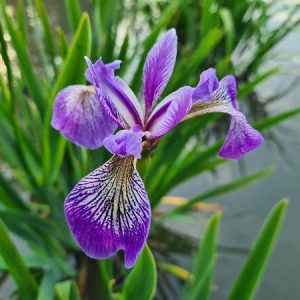 Iris versicolor 'China West Lake'
